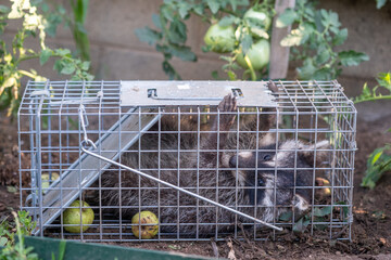 Raccoon caught in trap in a garden