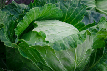 Obraz premium Cabbage grow in the garden. Agriculture. 