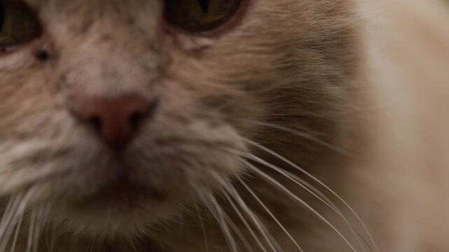 Light brown domestic cat walking forward, meowing and approaching camera, revealing close-up facial details with flies hovering near bright eyes in natural outdoor setting
