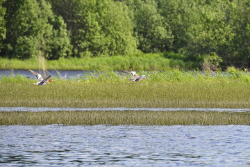 Ducks flying over a lush green marshland with calm water reflecting the vibrant landscape showcasing nature's beauty and wildlife conservation concept