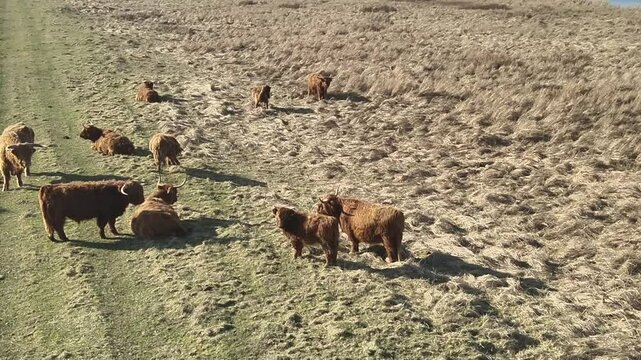 Scottish highlanders grazing in the field