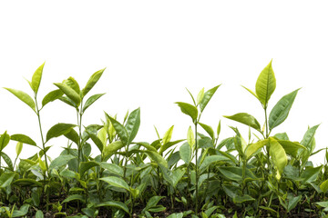 Obraz premium Young green tea plants growing in a row against a plain background, cut out - stock png.