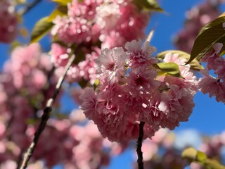 Obraz premium Beautiful sakura flowers in the spring season in the park.