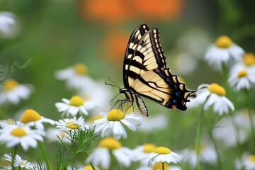 Chamomile flower hosting swallowtail butterfly tranquil view  
