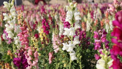 Obraz premium Flowers flourish inside farm, flowers thriving under controlled conditions, farm greenhouse ensuring steady floral growth, optimizing humidity, preserving delicate petals, sustainable cultivation.