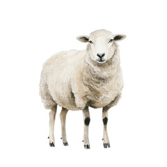 Fototapeta premium Portrait of a woolly sheep facing forward, cut out - stock png.