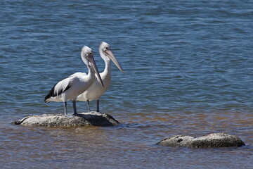 Pelicans on Lake Thetis in Nambung National Park at Cervantes, Western Australia, Australia
