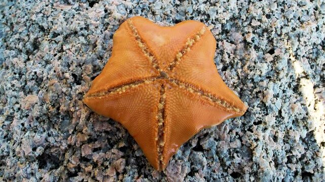 Sea star (Patiria pectinifera, red). Sea of Japan. Siberian coast. Omnivorous scavengers, predators. Discovering corpse of large animal, they turn stomach onto it, digest outside body. Below view