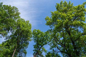 Fototapeta premium green leaves against blue sky