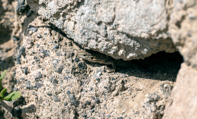 A lizard camouflages itself within the rocky crevices, blending seamlessly into its rugged surroundings.Puerto Rico, Gran Canaria
