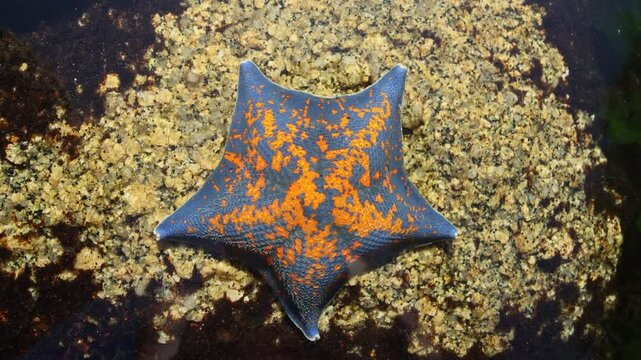 Sea star (Patiria pectinifera, red). Sea of Japan. Siberian coast, Far East. Omnivorous scavengers, predators. Discovering corpse of large animal, they turn stomach onto it and digest it outside body