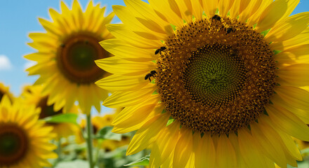 Obraz premium Summer - Close-up of sunflowers in full bloom under a bright summer sky, with bees pollinating the flowers.