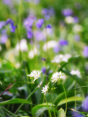 bluebells and wild garlic alliums in a field low depth of field 