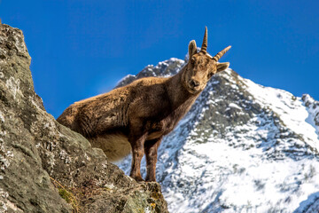 mountain goat on the rock