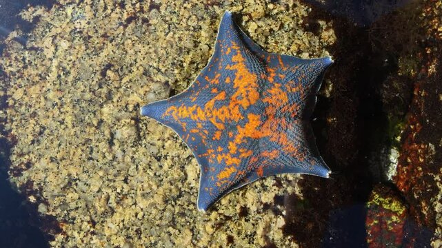 Sea star (Patiria pectinifera, red). Sea of Japan. Siberian coast, Far East. Omnivorous scavengers, predators. Discovering corpse of large animal, they turn stomach onto it and digest it outside body