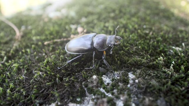 Dorcus beetle at Sikhote Alin mountains. Oak forests, Mongolian oak prevails