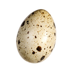 one quail egg isolated on white background PNG