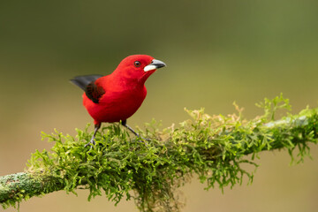 The Brazilian tanager (Ramphocelus bresilia) is a species of bird in the family Thraupidae. It is endemic to eastern Brazil and far northeastern Argentina