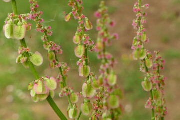 Close up of the seeds and flowers of Rumex acetosa (Common Sorrel)
