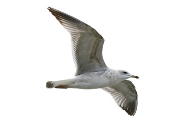 seagull flying isolated on white background PNG