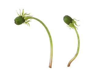 Set of buds of dandelion flowers isolated on white or transparent background