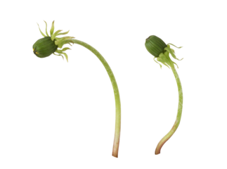 Set of buds of dandelion flowers isolated on white or transparent background