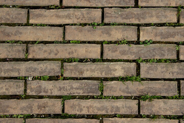 Brick pathway overgrown with grass