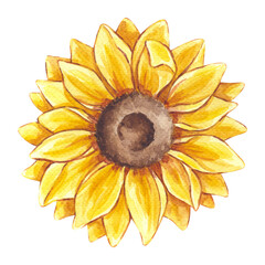 Watercolor Sunflower. Yellow flower bud clipart. Floral botanical drawing. Hand drawn illustration isolated white background. Element for wedding invitation, save the date, greeting design, wallpaper.