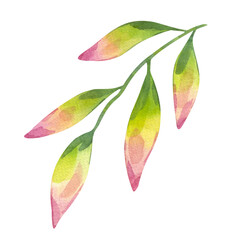 Abstract twig with green pink leaves. Beautiful gentle clipart. Hand drawn watercolor illustration background. Element for wedding invitation, save the date, greeting design