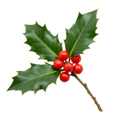 Holly Branch with berries isolated on transparent background, Holly Leaves PNG 