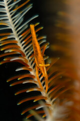 Crinoid Snapping Shrimp (Synalpheus stimpsoni) lives underneath Crinoids. Underwater macro photography from Anilao, Philippines
