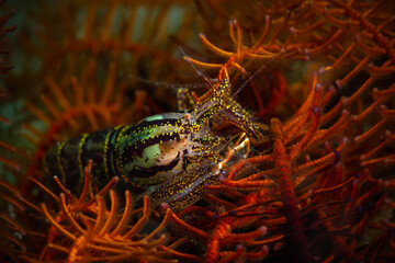 Crinoid Snapping Shrimp (Synalpheus stimpsoni) lives underneath Crinoids. Underwater macro photography from Anilao, Philippines