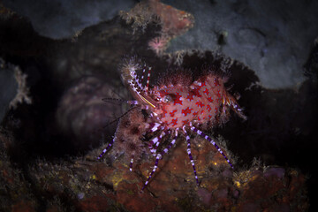 Marbled Shrimp (Saron marmoratus). Underwater macro photography from Aniilao, Philippines