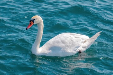 A White Swan is situated on blue Eola Lake, and it's a beautiful White Swan on the Lake, representing Urban Wildlife