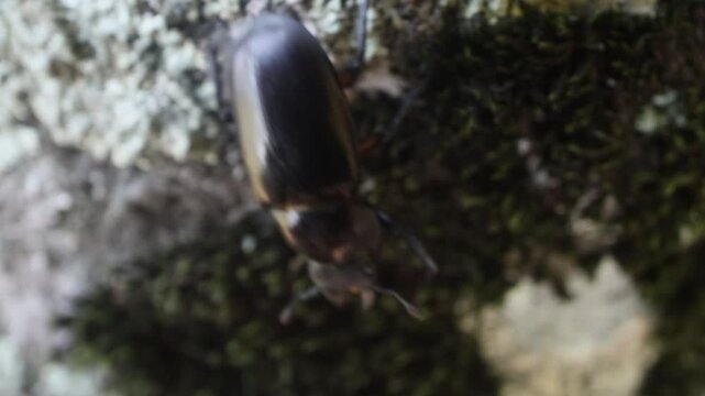 Dorcus beetle at Sikhote Alin mountains. Oak forests, Mongolian oak prevails