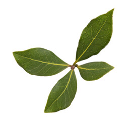 Obraz premium natural elements of green bay leaves for isolated and cut out in high quality