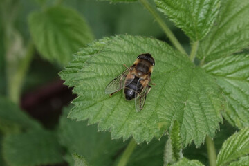 Tapered Dronefly hoverfly (Eristalis pertinax)