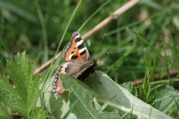 Small Tortoiseshell butterfly (Aglais urticae) in a British woodland
