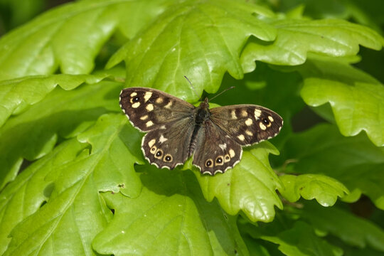 Speckled Wood butterfly (Parage aegeria) in a British woodland