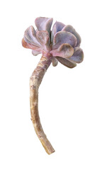 succulent flower outlined and isolated, imperfect natural element