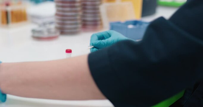 A microbiologist manually handles a Petri dish with an inoculating loop in the laboratory. Concept meticulous study of microorganisms using precise laboratory tools.