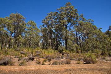 Fototapeta premium Hiking track in John Forrest National Park, Western Australia, Australia 