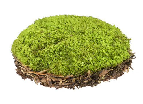 outline of a green piece of moss in the shape of a circle, natural element forest isolated