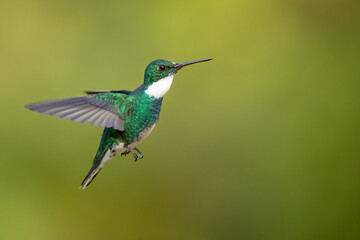 The white-throated hummingbird (Leucochloris albicollis) is a species of hummingbird in the "emeralds", tribe Trochilini of subfamily Trochilinae. It is found in Argentina, Brazil, Paraguay