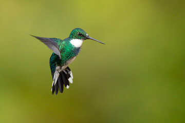 Fototapeta premium The white-throated hummingbird (Leucochloris albicollis) is a species of hummingbird in the 