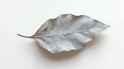 Dried leaf, white background, autumn, nature, design element