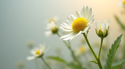 Naklejka premium Close-up of delicate white daisies with vibrant yellow centers, creating a serene and uplifting atmosphere.