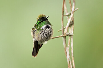 The festive coquette (Lophornis chalybeus) is a species of hummingbird in the "coquettes", tribe Lesbiini of subfamily Lesbiinae. It is endemic to Brazil