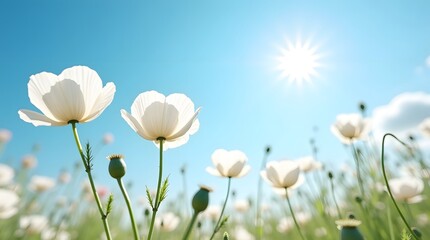 Fototapeta premium A vibrant field of white flowers basking in the sunlight under a clear blue sky.