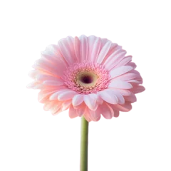 Fototapete pink rose gerber daisy flower on transparent background © Jakob
